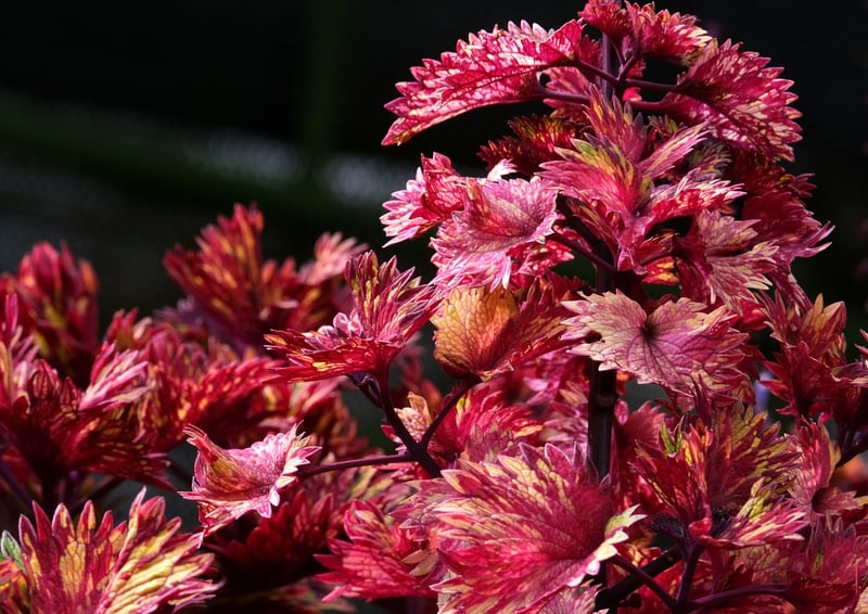 Spellbound Botany